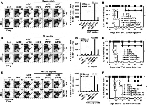 Figure 3. API5-mediated DC vaccination produces antigen-specific CD8 ± T cells and prevents tumor formation. Wild type C57BL/6 mice (5 mice per group) were immunized with 1) PBS, 2) immature DC, 3) immature DC loaded with antigen peptide, 4) API5 treated mature DC, 5) API5 treated mature DC loaded with antigen peptide, and 6) LPS treated mature DC loaded with antigen peptide, twice at one week intervals. One week following respective vaccination, the abundance of OVA (A), E7 (C) or AH1-A5 (E) specific CD8+ and IFN-γ+ T cells in splenocytes of mice were measured using flow cytometry. Kaplan-Meier survival analysis of mice(5 mice per group) challenged with TC-1 (B), EG.7 (D) or CT26 (F) tumor cells, at one week after the second DC vaccination. Data are presented as mean ± SD (* = p < 0.05, ** = p < 0.01, *** = p < 0.001).