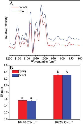 FIGURE 6 Deconvoluted ATR-FTIR spectra and IR ratio of starch granules: (a) ATR-FTIR spectra; (b) ATR-FTIR IR ratio of absorbance. No significant differences (p < 0.05) between WWS and NWS are indicated by same lowercase letters.