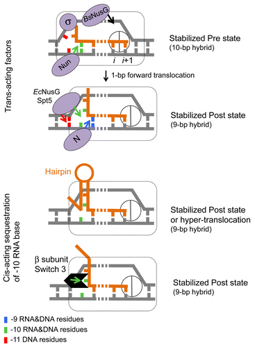 Figure 3. Translocation modulators target RNA-DNA hybrid and transcription bubble in bacterial TEC. Top panel: Nun protein of bacteriophage H022 interferes with translocationCitation68 by stabilizing the -10 base pair of the hybrid and tethering RNAP to the hybrid. We proposed that the homologous N protein of bacteriophage λ stabilizes the -9 base pair of the hybrid and prevents the -10 base pair to favor translocation. E. coli NusG and its eukaryotic homolog Spt5 promote translocation by facilitating re-annealing of DNA immediately upstream from the 9-bp hybrid. B. subtilis NusG tethers RNAP to pre-translocated register by binding to the middle part of transcription bubble.Citation70 σ70 subunit interferes with translocation by binding to the “-10-like” sequence at the upstream end of transcription bubble.Citation96 Bottom panel: cis-acting RNA hairpin and Switch 3 domain in β subunit promote translocation by preventing expansion of the hybrid to 10-bp length.Citation79