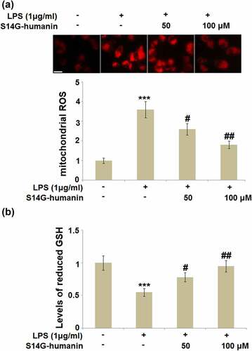Figure 5. S14G-humanin ameliorated LPS-induced oxidative stress in hDPCs. (a). Levels of mitochondrial ROS; Scale bar, 100 μm; (b). Levels of reduced GSH (***, P < 0.001 vs. vehicle group; #, ##, P < 0.05, 0.01 vs. LPS group)