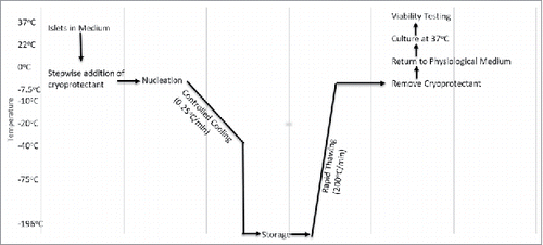 Figure 1. Flowchart of Cryopreservation. This chart describes the range of temperature, rate of temperature change, and the procedure involved during cryopreservation (adapted from ref#Citation17).