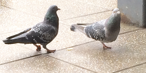 Two pigeons, both with foot injuries. The one on the left has a constriction injury from string and the foot was swollen, red and deformed. The bird on the right had a stump in place of its left foot. Both birds were significantly lame and exhibited one – legged standing.
