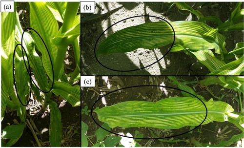 Figure 5. Visual diagnosis of Fe deficiency symptom under field trial. Leaf re-greening characteristics of maize plants grown in the Fe trial. No visual signs of re-greening due to the foliar Zn treatments were observed in the Zn trial. (a) No re-greening in upper leaves, (b) and (c) re-greening pattern of lower leaves.