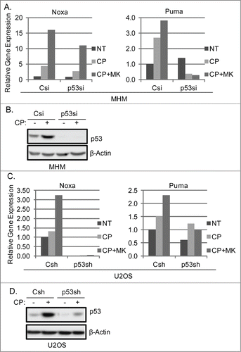 Figure 4. P53 knockdown reduces Noxa and Puma gene expression in cells treated with CP or CP plus MK2206. (A) MHM cells were transiently transfected with control siRNA (Csi) or p53 siRNA (p53si) were treated with CP (10 μM) or CP plus MK for 48 hours. Relative Noxa and Puma gene expression was analyzed by qTPCR and presented as graphs. (B) Whole cell lysates were immunoblotted for p53 and β-actin. (C) U2OS cells expressing control shRNA (Csh) or p53 shRNA (p53sh) were treated with CP (15 μM) or CP plus MK for 48 hours. Relative Noxa and Puma genes were analyzed by qTPCR and presented as graphs. (D) Whole cell lysates were immunoblotted for p53 and β-actin.
