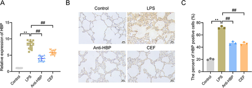 Figure 1 Anti-HBP reduces HBP levels in lung tissue of mice with LPS-induced sepsis. (A) RT-qPCR determination of the HBP mRNA levels in lung tissue of mice in the Control, LPS, Anti-HBP, and CEF groups; (B) Representative images of IHC determination of HBP levels in lung tissue of mice in each group, scale bar = 20 μm; (C) Statistical analysis of the percentage of HBP-positive cells. **P < 0.01 vs Control group; ##P < 0.01 vs LPS group.