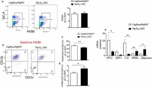 Figure 5. Overexpression of Plg-RKT alters adipose macrophage polarization and reduces inflammation. (a) FACS quantification of F4/80+ cells and, (b, c, d) F4/80+/CD11b+/CD11c+ and F4/80+/CD11b+/CD11c- macrophage populations in the EAT of HFD-fed Plg-RKT-OEX and CagRosaPlgRKT mice. N = 6±SEM. (E) Cytokine/chemokine, PPARγ and adiponectin gene expression in EAT of HFD-fed Plg-RKT-OEX and CagRosaPlgRKT mice. N = 6±SEM. *P < 0.05, **P < 0.01.