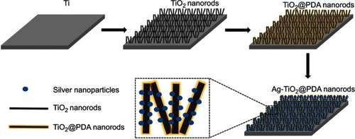 Figure 1 Schematic diagram of fabrication process of Ag-TiO2@PDA nanorods coatings.