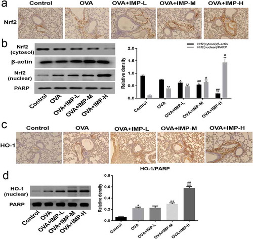 Figure 5. Effect of IMP on the expression of Nrf2, HO-1.