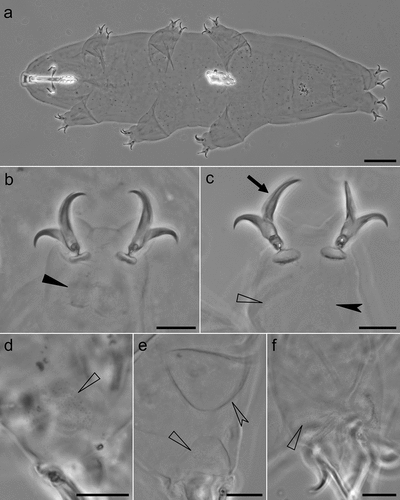 Figure 3. Mesobiotus huecoensis sp. nov. habitus and leg structures under PCM. (a) Holotype habitus. (b) Claws on leg I from paratype on slide SL1. (c) Claws on leg IV from holotype. (d) Granulation on external side of leg I from paratype on slide SL1. (e) Cuticular bulge on the internal side of leg III from paratype on slide SL1. (f) Granulation on legs IV from paratype on slide SL1. Arrowhead: continuous cuticular bar with with shadowed extensions toward the double muscle attachments. Arrow: flexible primary branch on claws IV. Indented arrowhead: horseshoe-shaped structure connects the anterior and posterior lunulae on claws IV. Empty arrowhead: granulation on legs. Empty indented arrowhead: cuticular bulge on internal leg surface. Images a- e were assembled from multiple focus stacks. Scalebars: 10 µm.