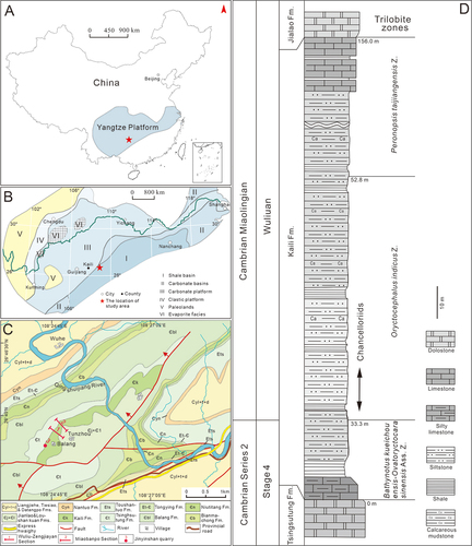 Figure 1. Location and geological setting of the studied area. A, map showing the location of the research area (red star) in the Yangtze Platform of South China. B, lithofacies reconstruction of South China during the Cambrian Miaolingian (after Feng et al. Citation2004; Zhang et al. Citation2008) with the studied area indicated by a red star. C, geological map of the Balang area and location of the Wuliu-Zengjiayan, Miaobanpo sections and the Jinyinshan quarry (modified from Zhao et al. Citation2019). D, stratigraphical column of the Kaili Formation at the Miaobanpo section, with fossil horizons indicated (after Yang et al. Citation2016).