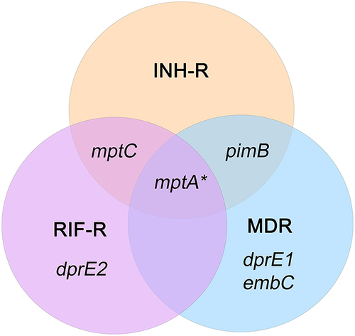Figure 4 The Venn diagram represents a distinct expression pattern of ManLAM-related genes of drug resistance MTB response to isoniazid treatment. ManLAM-related genes that were up-regulated are listed in each circle that represents each MTB strain. *Represents a gene which is up-regulated in H37Rv (a drug-sensitive strain).