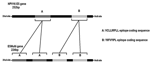 Figure 3. HPV16 E5 and E5Multi genes. The schematic representations of the E5 HPV16 gene (252 bp) with the position of CTL epitope sequences (cassettes A and B) and of the synthetic E5Multi gene (224 bp) with the position of the duplicated CTL epitope sequences (cassettes A and B) are shown together with the restriction sites for directional cloning. The aminoacid sequences of both epitopes are also indicated.