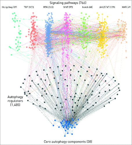 Figure 4. The network of 7 signaling pathways with direct autophagy regulators and core autophagy proteins. The numbers represent the total number of components in each section but for clarity, only components with the highest confidence, one- or 2- step long connections are shown on this figure. We also omitted the connections through transcription factors or miRNAs. Edges between autophagy proteins are blue. Intermediate components (i.e., direct autophagy regulators) in the 2-step connections and their edges are colored with black. Pathways are color-coded, multipathway proteins and edges between different pathways have the colors of the involved pathways mixed. Edges directly connecting pathways and autophagy proteins have the color of the source pathway.