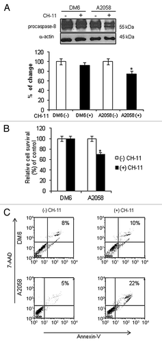 Figure 1. Activation of Fas/Fas-L pathway in melanoma cells. DM6 or A2058 melanoma cells were cultured in absence or presence of agonistic anti-Fas antibody, CH-11, at a concentration of 1 µg/mL for 72 h. (A) western blot and bar graphs of procaspase-8 expression after CH-11 treatment. Bars represent mean ± SEM expressed as percentage of change from three separate experiments, (*p < 0.05) decrease in the level of expression. (B) MTT assay was used to determine cell survival. Treatment of A2058 cells with CH-11 induced significant cytotoxicity compared with non-treated cells. Each bar represents the mean ± SD of three independent experiments (*p < 0.05). (C) Annexin V staining was used to determine the percentage of apoptosis. Cells were stained with annexin V-PE and 7-AAD 72 h after treatment. Cells positive for annexin V-PE and 7-AAD staining were analyzed by FACScan flow cytometer with FlowJo software. One representative experiment is shown from three performed.