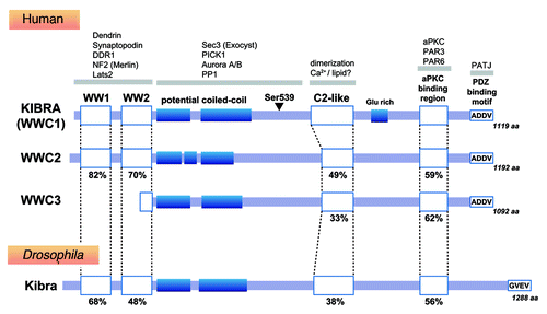 Figure 1. KIBRA homologs and binding partners. The sequence similarity of each domain to human KIBRA is shown as a percentage. The arrowhead indicates the site of the serine residue that can be phosphorylated by aurora kinase.