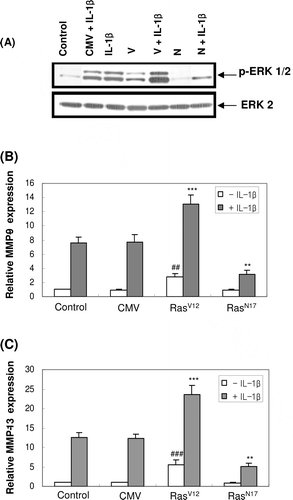 Figure 4.  Effect of constitutively active form of the Ras protein (RasV12) and dominant-negative form of the Ras protein (RasN17) on ERK activation and the expression of MMP-9 and -13 mRNA in MC3T3-E1 cells. One day after the transfection with RasV12 or RasN17, cells were treated with IL-1β for 30 min for ERK phosphorylation (A) or treated for 24 h for the mRNA expression of MMP-9 (B) and MMP-13 (C). (CMV: empty vector, V: RasV12, N: RasN17). ##p < 0.01; ###p < 0.001 compared with control. **p < 0.01; ***p < 0.001 compared with IL-1β-treated control.