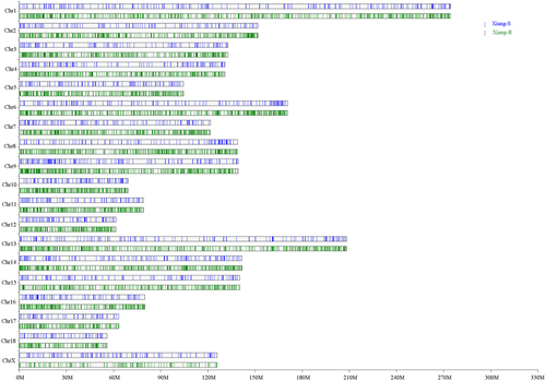 Figure 2. Chromosome distributions of identified SVs in the chromosome of Xiang-R and Xiang-S groups. The Xiang-R group was shown in green column and Xiang-S group in blue. The X axis represented the chromosome position in Mb. The Y axis showed the 19 chromosomes.