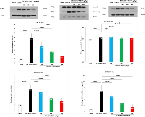 Figure 7 The effects of MCP on NLRP3 inflammasome, cleaved-caspase-1/caspase-1, and IL-1β in cerebral cortex after MCAO/R injury. Western blot analysis showed that MCP treatment reduced the expression of NLRP3 inflammasome, cleaved-caspase-1, and IL-1β in C57BL/6J mice at 1 day after MCAO/R operation. Proteins had been normalized to β-actin. MCAO/R indicates middle cerebral artery occlusion/reperfusion; MCP, modified citrus pectin; NLRP3, NOD-like receptor 3. Data are mean ± standard deviation, and n=3 per group.