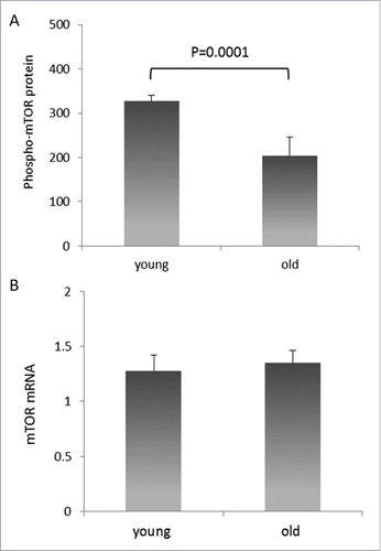 Figure 1. Relative levels of mTOR mRNA and protein in PBMCs of healthy volunteers. (A) phospho-mTOR protein levels are reduced in PBMCs of older individuals. mTOR protein quantities were determined by ELISA in total cell lysates of PBMCs isolated from young and old blood donors, and are expressed as pg/ml per mg total protein. Error bars denote SEM (n = 40). (B) mTOR mRNA levels are similar in the same PBMCs. Detection of mTOR mRNA expression was performed by qRT-PCR on total cellular RNA prepared from the same PBMCs. Again, error bars denote SEM (n = 40).