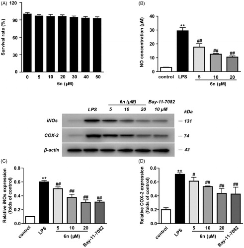 Figure 6. Compound 6n inhibited LPS-induced iNOS and COX-2 expressions in RAW264.7 cells. The cells were pre-treated with different concentrations of 6n and then were stimulated with LPS (200 ng/mL) for 24 h. Bay 11–7082 is the NF-κB inhibitor. Cell viability was evaluated using the MTT assay. NO production was measured using nitrite and nitrate assay. iNOS and COX-2 expression were detected by Western blot. (A) Cell viability assay; (B) Quantitative analysis of NO productions; (C) Quantitative analysis of iNOS expressions, (D) Quantitative analysis of COX-2 expressions. β-actin was used as loading control. The results were showed as means ± SD (n = 3); **p < 0.01 vs compared with the control group; #p < 0.05, ##p < 0.01 vs compared with LPS-stimulated group.