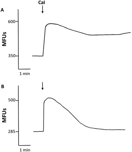 Figure 4. (A) Effects of calcium ionophore (CaI) on influx of Ca2+ into fluo-8/AM-loaded PMN in the presence (a), or absence (B) of EGTA. Representative traces from a single experiment are shown. CaI added (↓) to PMN suspended in Ca2+-replete medium resulted in a sustained increase in fluo-8 fluorescence, while Ca2+ influx peaked rapidly and returned to basal levels in the presence of EGTA.