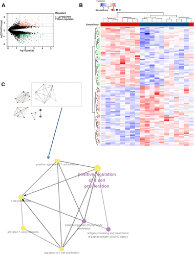 Figure 7 The differentially expressed genes (DEGs) analysis between the clustered subtypes. (A) Volcano map; (B) The heatmap; (C) The visualizing the biological processes enriched by GO analysis.