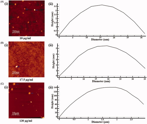 Figure 5. Determination of particle size of phytoconstituents present in SVE by atomic force microscope. Gradient concentrations of SVE were spread as film, observed under atomic force microscope and presented the image of observed particle with particle size distribution graph. Image and particle size of compounds at 10 μg/mL (A(i) and (ii)), 17.5 μg/mL (B(i) and (ii)) and 130 μg/mL (C(i) and (ii)) explain that with increase in concentration of SVE particle size of compounds increases.