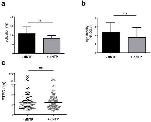 Figure 6. Increase of dNTP pool did not increase replication rate in post-MBT extracts.Nuclei in post-embryonic extracts were labeled with biotin-dUTP in the absence (black) or presence of 50µM dNTP (grey). DNA combing experiments in post-MBT extracts were performed, two independent experiments (a) mean replication extent (SEM), t-test, (b) mean replication eye density (SEM) t-test, (c) eye-to-eye distance (ETED) distributions (scatter dot plots with median), Mann Whitney test, P-values see text.