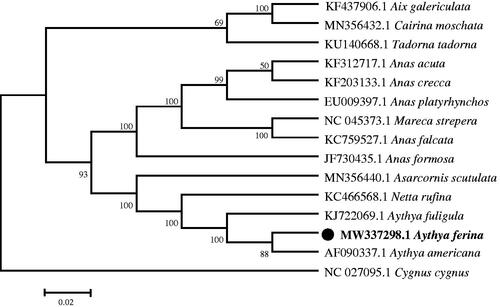 Figure 1. Phylogenetic tree generated using the Maximum Likelihood method based on complete mitochondrial genomes of 15 species.