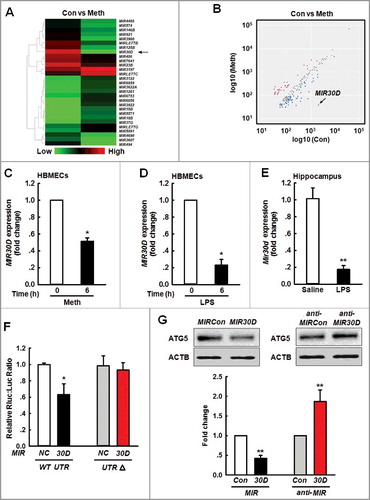 Figure 1. MIR30D is downregulated in vitro and in vivo. (A) Heat map indicates the differential expressions of microRNAs in HBMECs between control and Meth-treated groups. MIR30D expression is downregulated in HBMECs. Down- and upregulated genes are indicated by green and red, respectively. (B) Scatter plot represents the visualization method used to assess variations in microRNA expression between control and Meth-treated groups. The values for the X and Y axes represent normalized signal values (log10 scale). 6 h after the treatment of HBMECs with Meth (100 μM), RNA was extracted and pooled from triplicate samples in each control and Meth-treated group. (C and D) Effect of Meth or LPS on MIR30D expression in HBMECs. HBMECs were treated with Meth (100 μM) or LPS (10 ng/ml) for 6 h, followed by RNA extraction. All data are presented as the mean ± SD of 4 independent experiments. *P<0.05 vs. vehicle control using the Mann-Whitney test. (E) Effect of LPS on Mir30D expression in the hippocampus of mice. Mice were treated with saline or LPS (0.83 mg/kg) once per day for 7 d. n = 6 animals/group. **P<0.01 vs. saline group using the Mann-Whitney test. (F) Relative luciferase activity of wild-type and 3'-UTRΔ mutant constructs of ATG5 cotransfected with a MIR30D overexpression vector and pmiR-GLO plasmid. All data are presented as the mean ± SD of 3 individual experiments. *P<0.05 vs. the MIRCon cotransfected with the WT construct via one-way ANOVA followed by the Holm-Sidak test. (G) MIR30D regulated the expression of ATG5 in HBMECs. Representative western blots indicate the ATG5 expression in HBMECs exposed to MIR30D or anti-MIR30D lentivirus. All data are presented as the mean ± SD of 5 independent experiments. **P<0.01 vs. MIRCon group or anti-MIRCon group using the Mann-Whitney test. HBMECs: human brain microvascular endothelial cells; Meth: methamphetamine.