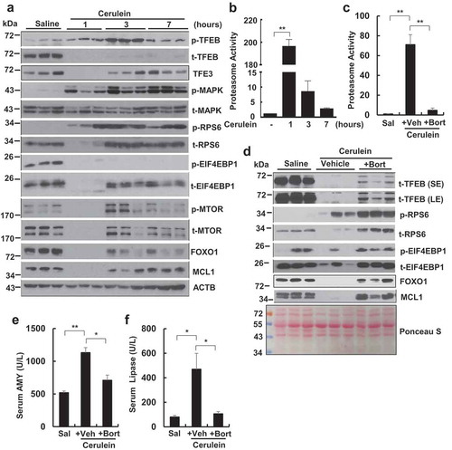 Figure 4. Time-course study of pancreatic TFEB and proteasome changes after cerulein administration in mice. Male C57BL/6J mice were injected hourly with cerulein (20 μg/kg) or saline for 1, 3 and 7 h. All mice were sacrificed 1 h after the last injection. (a) Immunoblotting analysis using total lysates from pancreatic tissues. p-TFEB, phosphorylated TFEB; t-TFEB, total TFEB. (b) Pancreatic proteasome activities were measured. Data are mean ± SE (n = 3–4). (c) Male C57BL/6J mice were pretreated with bortezomib (Bort, 1 mg/kg, i.p.) for overnight followed by a second booster treatment 1 h before one dose of cerulein treatment (1 h). Sal: Saline; Veh: Vehicle. Pancreatic proteasomal activities were measured. Data are expressed as fold change compared to control group. Data shown are mean ± SE (n = 3–4). **p < 0.01; One-way ANOVA analysis. (d) Immunoblotting analysis using total lysates from pancreatic tissues. Activities of serum AMY (e) and lipase (f) were quantified. Data shown are mean ± SE (n = 3–4). *p < 0.05; **p < 0.01; One-way ANOVA analysis.