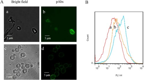 Figure 1. (A) Immunofluorescence images of Z. rouxii B-WHX-12-54 grown at different sugar concentrations. Fluorescence (b, d) and phase-contrast (a, c) images of Z. rouxii BW-12-54 grown in 2% and 60% YPD media, labeled with anti-Z. rouxii pAbs, followed FITC-conjugated secondary antibodies. (B) Histograms of negative control Z. rouxii B-WHX-12-54 (a), stressed-Z. rouxii B-WHX-12-54 (b) and unstressed-cells Z. rouxii B-WHX-12-54 (c) labeled with anti-Z. rouxii pAbs and a FITC-conjugated secondary Ab.