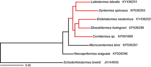 Figure 1. Maximum likelihood phylogenetic tree based on the amino acid sequences of all protein-coding genes of selected termite mitogenomes. The tree was built with RaxML version 8.2.9 (Stamatakis Citation2014). Members of the Syntermitinae subfamily are highlighted in red. GenBank accession numbers are given after the species name.