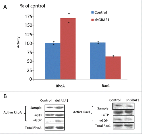 Figure 7. Activity of RhoA and Rac1 in control and GRAF1-depleted MCF10A cells. (A) GRAF1-depleted MCF10A cells sample showed a 75% increase in the levels of active RhoA, and a 40% decrease of active Rac1, as compared to control samples. The levels of RhoA and Rac1 activity were calculated as mentioned in Materials and Methods and expressed as percent of control. The level of the active RhoA was measured by a pull-down assay, using Rhotekin-RBD coated beads that bind the active (GTP-bound) RhoA with high affinity. Active Rac1 levels were measured by a pull-down assay, using PAK-PBD coated beads that bind the active (GTP-bound) Rac1, with high affinity. (B) The Western blot shows the level of active RhoA (left) and of active Rac1 (right) in the samples of cell lysate from control and shGRAF1-expressing cells (upper bands). GTP- and GDP-enriched cell lysates (“+GTP” and “+GDP,” respectively) were used as positive and negative controls. Amounts of pulled down, active RhoA and Rac1 were normalized relative to the total RhoA and Rac1 levels respectively, in the corresponding lysates.