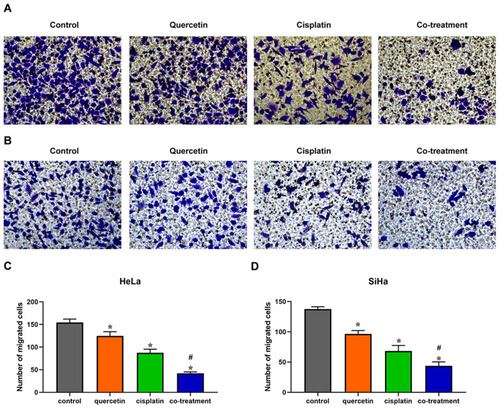 Figure 3 Quercetin enhanced the effect of cisplatin on the migration of cervical cancer cells. HeLa (A) and SiHa (B) cells were treated with control (complete culture medium), quercetin (15 μM for HeLa and 30 μM for SiHa), cisplatin (10 μM for HeLa and 12 μM for SiHa) or the co-treatment of quercetin and cisplatin. The bars represent the ratios of the migrated cell numbers in each group. Data of HeLa (C) and SiHa (D) are expressed as means ± SD deviation of three independent experiments. *P < 0.05 vs control group, #P < 0.05 vs cisplatin group.