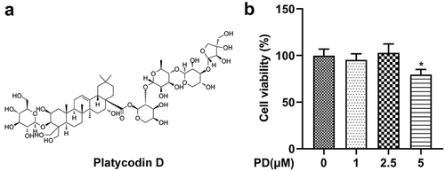 Figure 2. Effect of platycodin D (PD) on cell viability. (a) The chemical structure of PD. (b) Cell viability was analyzed following treatment with 0, 1, 2.5, and 5 μM PD. *P < 0.05.