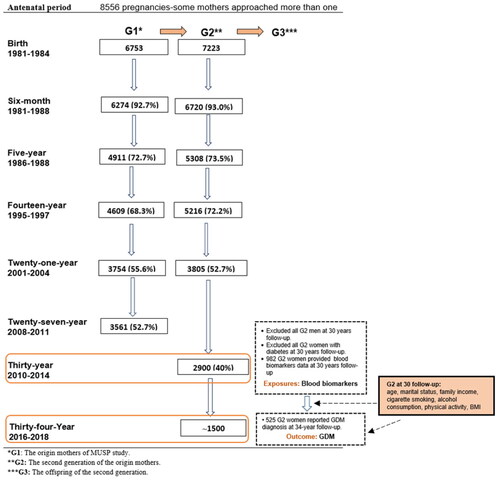 Figure 1. Flowchart demonstrates the study exposures, outcome and the number (%) of G1, G2 and G3 retained in MUSP study at each phase (age) of data collection [Citation29].