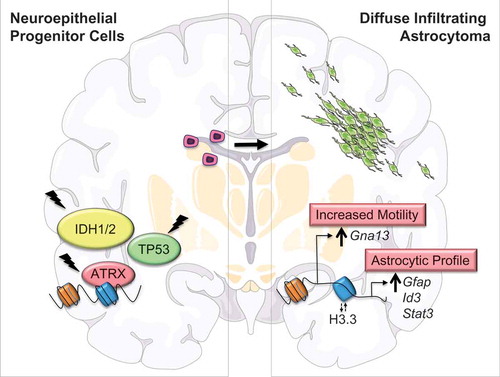 Figure 1. Epigenomic and transcriptional dysregulation occurring with ATRX deficiency drive disease-defining phenotypes in glioma cells of origin. ATRX (α-thalassemia mental retardation X-linked) loss of function mutations, together with IDH1/2 (isocitrate dehydrogenase enzymes 1 and 2) and TP53 (tumor protein p53) mutations, are defining molecular alterations characterizing the diffusely infiltrating astrocytomas. We demonstrated that Atrx inactivation alters chromatin structure and accessibility in the immediate vicinity of vacant Atrx binding sites (blue), in part due to shifts in the incorporation of the H3.3 histone variant. These changes induce the misexpression of locally situated genes, promoting the acquisition of disease-defining cellular phenotypes, such as motility and induction of astrocytic gene expression profiles.