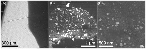 Figure 3. SEM images obtained at different magnifications from one of the coated Ti plates using BSE technique. (A) A low magnification image shows the composite coating (dark zone) on the Ti plate (brighter background). (B) AgNPs (brighter dots) are dispersed in the CMC matrix (darker background). (C) Shows the morphology of the AgNPs at 160 kX, which agrees with that obtained from TEM characterization of the composite.