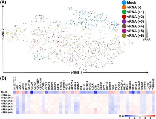 Figure 6. Host gene expression perturbations in association with the extent of viral RNA abundance. (A) Cells were sub-grouped into seven clusters according to the levels of EV71 RNA expression, and depicted according in the t-SNE representation. Split view for the clusters is depicted in the lower panel. (B) Heatmap representation for the top differentially expressed genes among the sub-groups. Colours correspond to folds of difference