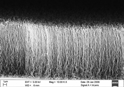Figure 5. SEM image of vertically aligned CNT on Ni nanoparticles on SiO2/Si substrate grown at 750°C by radio frequency pulsed plasma chemical vapor deposition technique