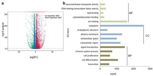 Figure 4. Distinct gene expression profiles of BGNlow vs. BGNhigh K-RAS-overexpressing SW480 cells.