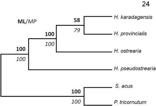 Fig. 24. Maximum Likelihood/Maximum parsimony bootstrap consensus (V4-cox1-rbcL) phylogenetic tree for Haslea species, obtained with 1000 replicates and rooted with Phaeodactylum tricornutum and Synedra acus as outgroups. Bootstrap values indicated in bold (ML) and italic (MP).