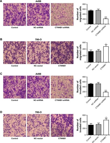 Figure 4 Effect of CTNNB1 on cell migration and invasion. After treatment of A498 and 786-O cells with pLKO.1-EGFP-CTNNB1-shRNA vector (CTNNB1-shRNA) or pLKO.1-EGFP-CTNNB1 vector (CTNNB1), cell migration (A and B) and invasion (C and D) were performed, as described in “Materials and methods.” Representative pictures of three independent studies are shown. Magnification, × 200. Data are presented as mean ± SD. *P<0.05, ***P<0.001 compared with control group.