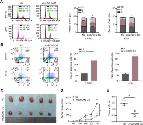 Figure 3 Effects of circLRCH3 on cell cycle and apoptosis and xenograft model in vivo. (A and B) The effect of circLRCH3 on the distribution of CRC cell cycle and apoptosis were assessed via flow cytometry. (C–E) In vivo growth curve (D) and weight at the end points (E) of xenografts formed by subcutaneous injection of SW480 cells stably transfected with mock, circLRCH3 into the dorsal flanks of nude mice (n=5 for each group). *P<0.05.