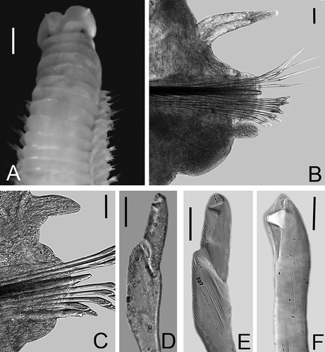 Figure 3. Lysidice carriebowensis n. sp. A, Anterior end, dorsal view. B, Chaetiger 15, frontal view. C, Chaetiger 154, frontal view. D, Compound falcigers, chaetiger 3. E, Compound falcigers, chaetiger 154. F, Subacicular hook, chaetiger 30. Scale bars: A, 0.5 mm; B, C, 0.05 mm; D–F, 0.01 mm.