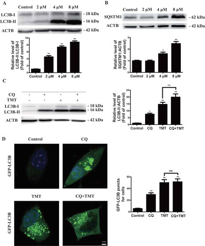 Figure 2. TMT inhibits autophagic flux in Neuro-2a cells. (A) and (B) Representative immunoblot and quantification analysis of LC3B and SQSTM1 in Neuro-2a cells treated with TMT at different concentrations (0, 2, 4, or 8 μM) for 24 h. ACTB was used as an internal standard for protein loading. (C) A representative immunoblot and quantification analysis of LC3B-II in Neuro-2a cells treated with TMT (8 μM) in the absence or presence of CQ (50 μM) for 24 h. ACTB was used as an internal standard for protein loading. (D) Formation of GFP-LC3B puncta in Neuro-2a cells after treatment with TMT (8 μM) in the absence or presence of CQ (50 μM) for 24 h. Scale bar: 5 μm. At least 30 cells were used to calculate the number of LC3B puncta. All experiments were repeated at least 5 times. The values are presented as means ± SEM. *P < 0.05, **P < 0.01 vs. the control group. ns means no statistical difference between the two groups