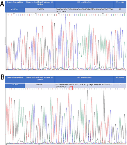 Figure 3 Sanger sequencing indicates the presence of both CYP3A4 rs2740574 TT (A) and CEP72 rs924607 CC genotypes (B).