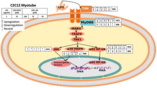 Figure 14. The figure depicts the overall effect of AA on C2C12 myotubes in the LPS-stimulated MyD88dependent TLR4 signaling pathway. The diagram shows how TLR4-downstream signaling was monitored in C2C12 in response to LPS stimulation using both HCS and WB analysis. HCS was applied to MyD88, NF-κB, and JNK (immunocytochemistry). TLR4, MyD88, NF-κB, and p38 were all exposed to WB (Immunoblotting). Starting from the left, the groups are LPS (1 µg/mL), LPS(1 µg/mL) + PDTC (25 µM), LPS (1 µg/mL) + AA (50, 75 and 100 µM).