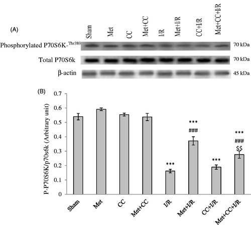 Figure 4. The western blotting analysis was used to measure the effect of pretreatment with metformin on the phosphorylated P70S6K, total P70S6K levels in the hippocampus. (A) Western blots for phosphorylated P70S6K, total P70S6K are shown. (B) The density of phosphorylated P70S6K to total P70S6K bands was measured and their ratio was calculated. Bars indicate the mean ± SEM. ***p< 0.001 versus the sham group, ###p< 0.001 versus the I/R group, $$p < 0.01 versus the met + I/R group. Met, metformin (200 mg/kg); CC, compound C; I/R, ischaemia/reperfusion.